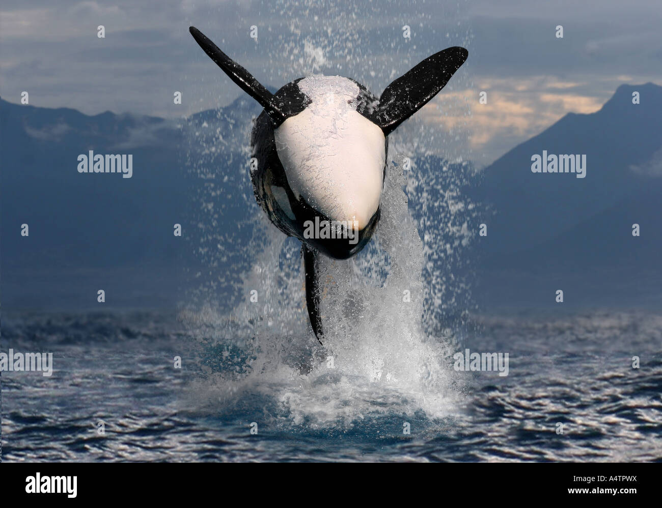 L'Épaulard (Orcinus orca). La rupture de la composition numérique adultes Banque D'Images