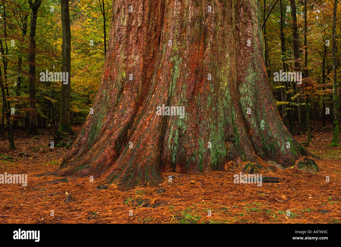 De plus en plus de la base de bois rouge géant dans la New Forest dans le Hampshire County England UK Banque D'Images