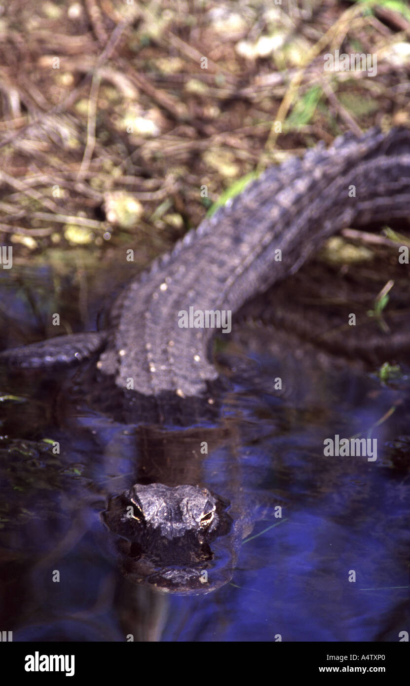 Alligator mississippiensis Banque D'Images
