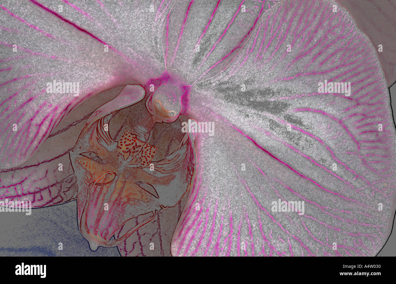 Orchidée Phalaenopsis fleur dessin au crayon de couleur Banque D'Images