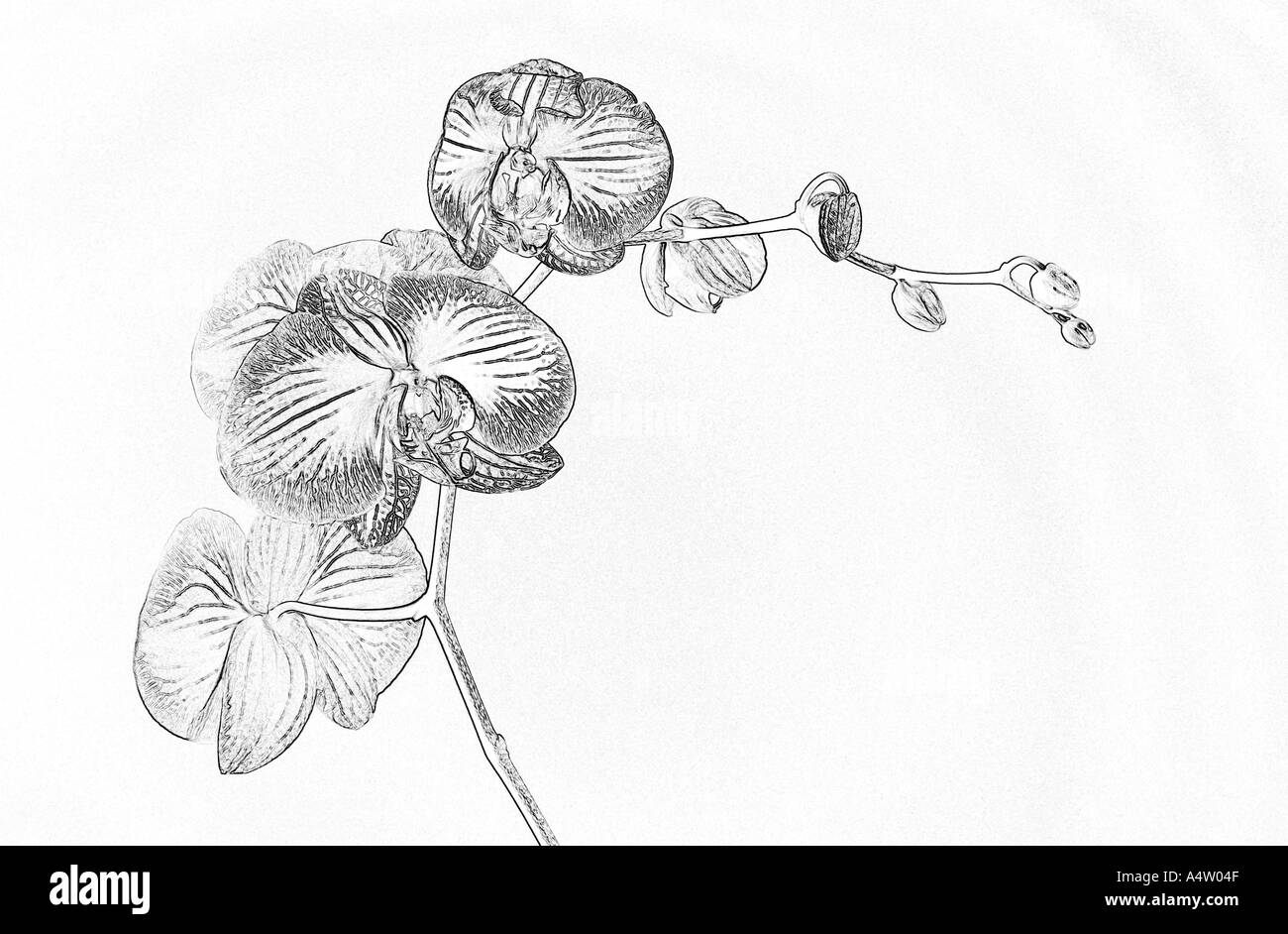 Orchidée Phalaenopsis fleur sketch Banque D'Images