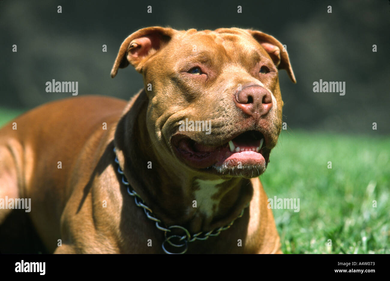 Portrait de pit-bull terrier dog Banque D'Images