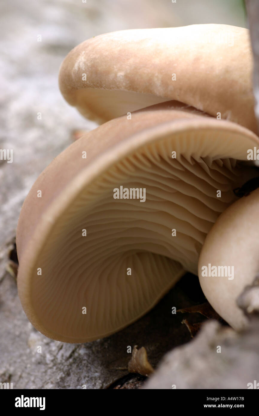 Champignon arbre Banque D'Images
