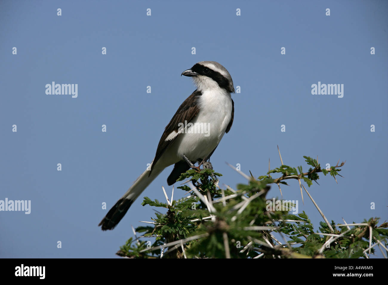 Eurocephalus ruppelli couronné blanc migratrice de la Tanzanie Banque D'Images