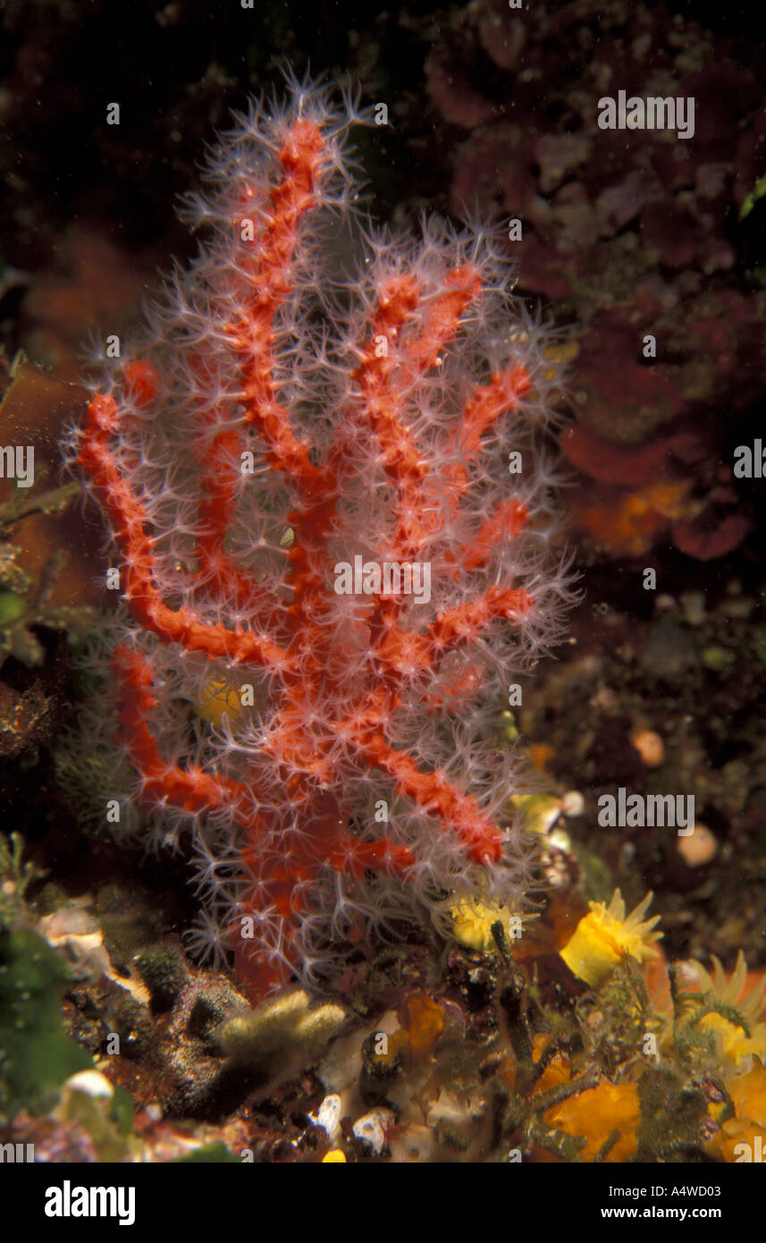 Corail rouge Banque de photographies et d’images à haute résolution - Alamy