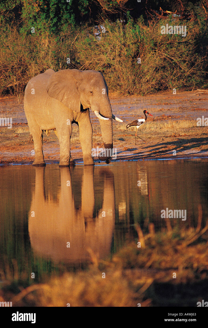 Boire de l'éléphant dans la région de la rivière Kwaï le Parc National de Chobe au Botswana Afrique du sud c'est un format vertical tourné avec beauti Banque D'Images