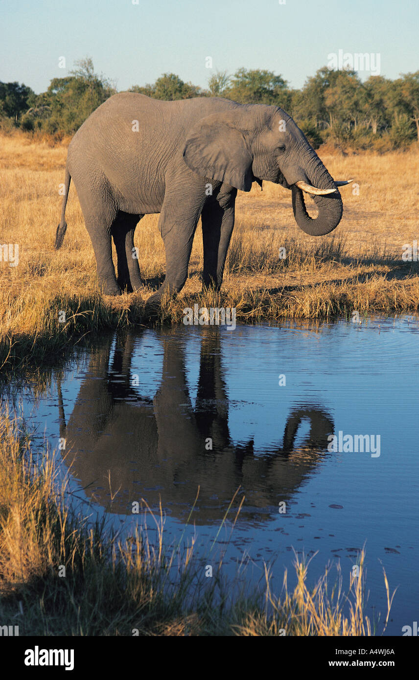 L'éléphant dans le Delta de l'Okavango au Botswana Afrique du sud c'est un format vertical shot avec de belles réflexions Banque D'Images