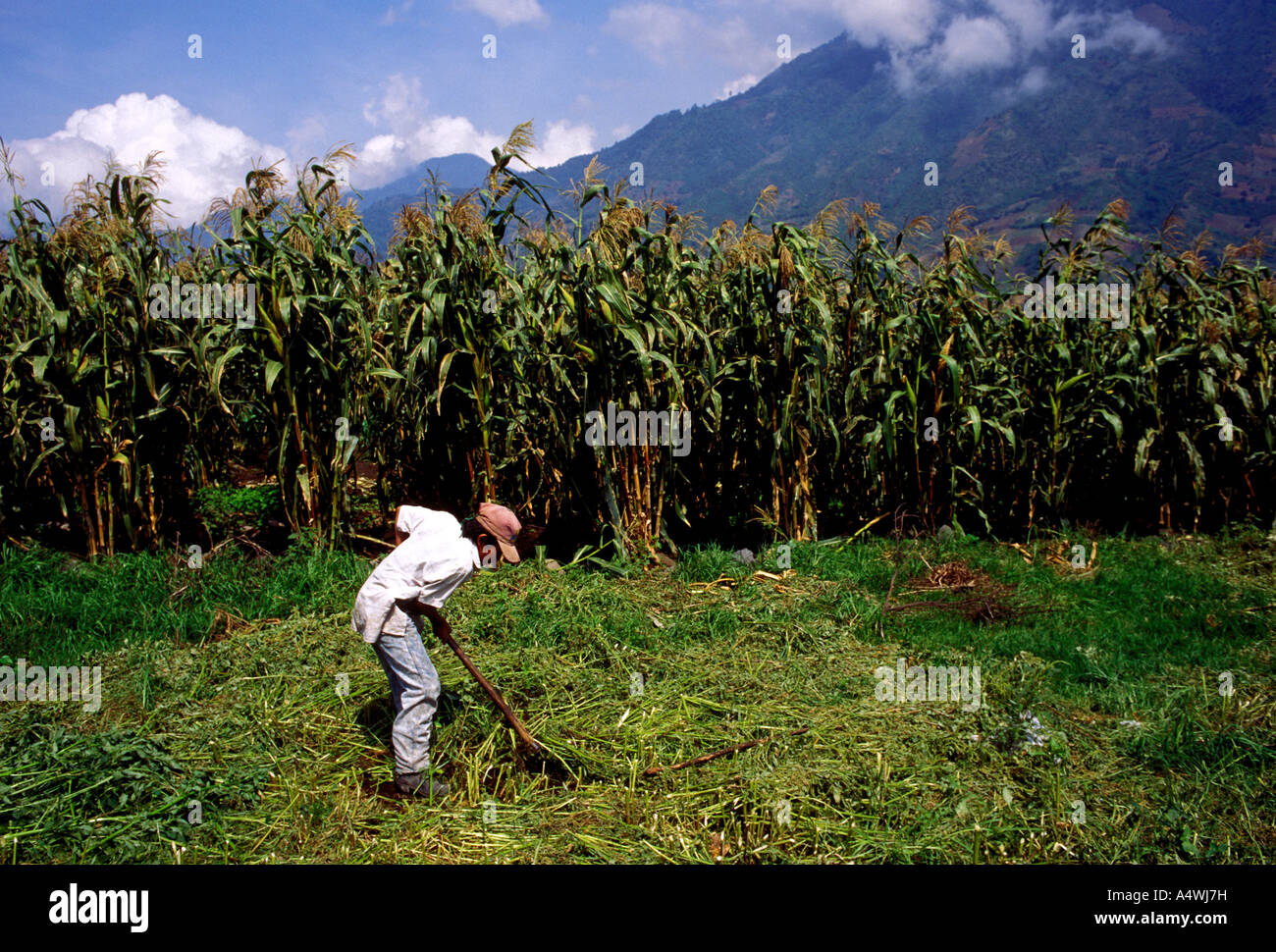 Child labor guatemala Banque de photographies et d'images à haute  résolution - Alamy