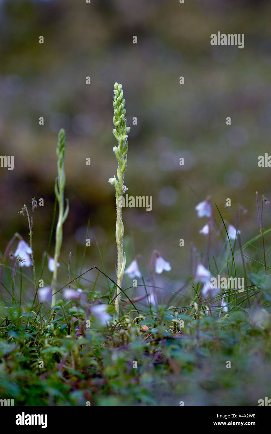 Lady's Creeping tresses Goodyera repens avec twinflower en arrière-plan, courant juin ecosse highlands woods Banque D'Images