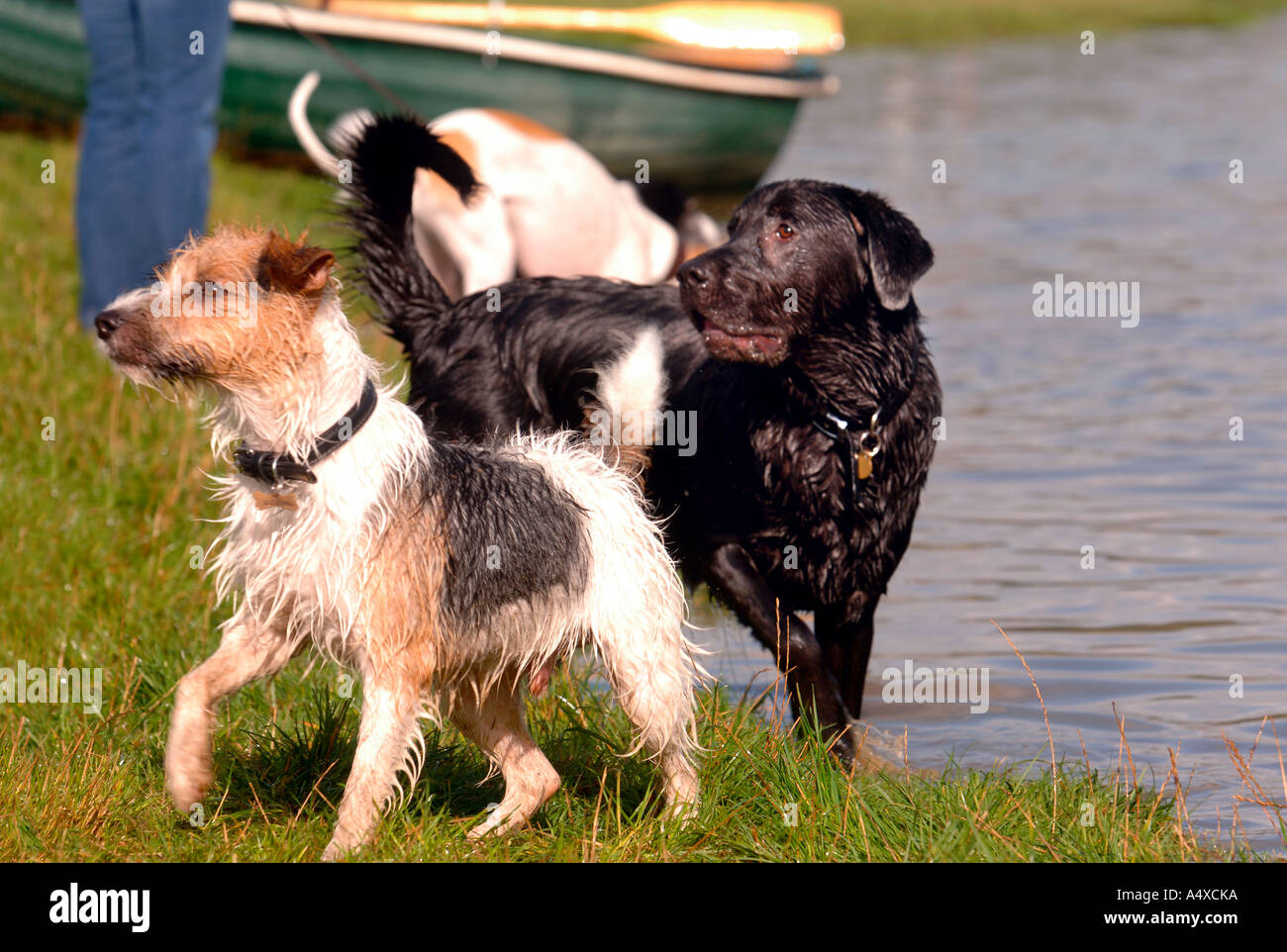 Deux chiens JOUANT SUR LES RIVES D'UN LAC UK Banque D'Images