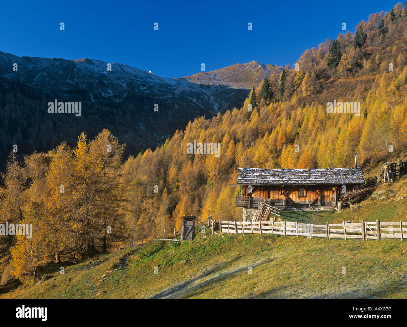 Une cabane en bois et de l'alp mélèzes (Larix decidua), route de la penser le col, le Tyrol du sud, Italie Banque D'Images