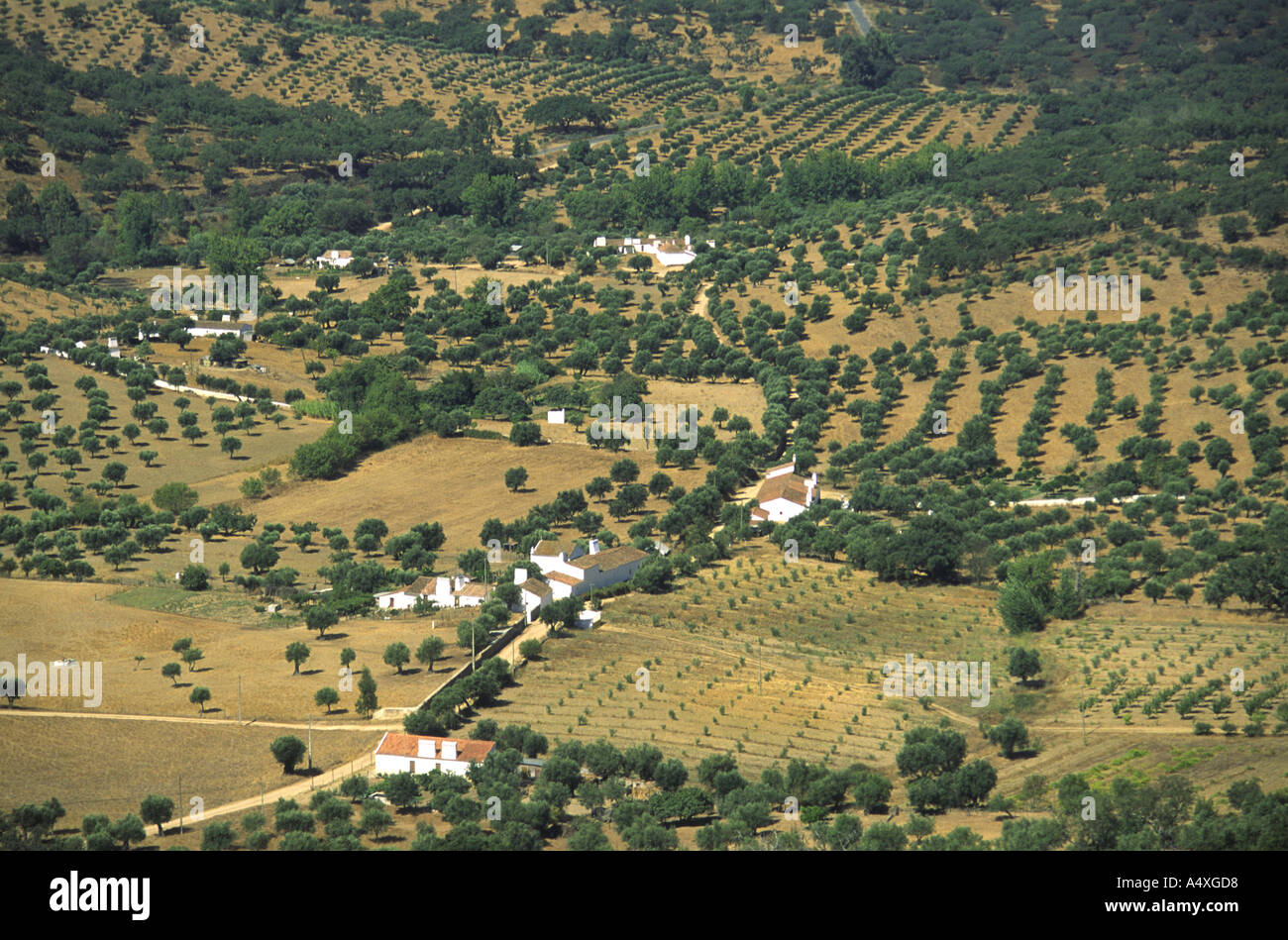 De l'Alentejo, au sud du Portugal. Paysage avec oliviers et arbres de chêne-liège près de Evoramonte. Banque D'Images