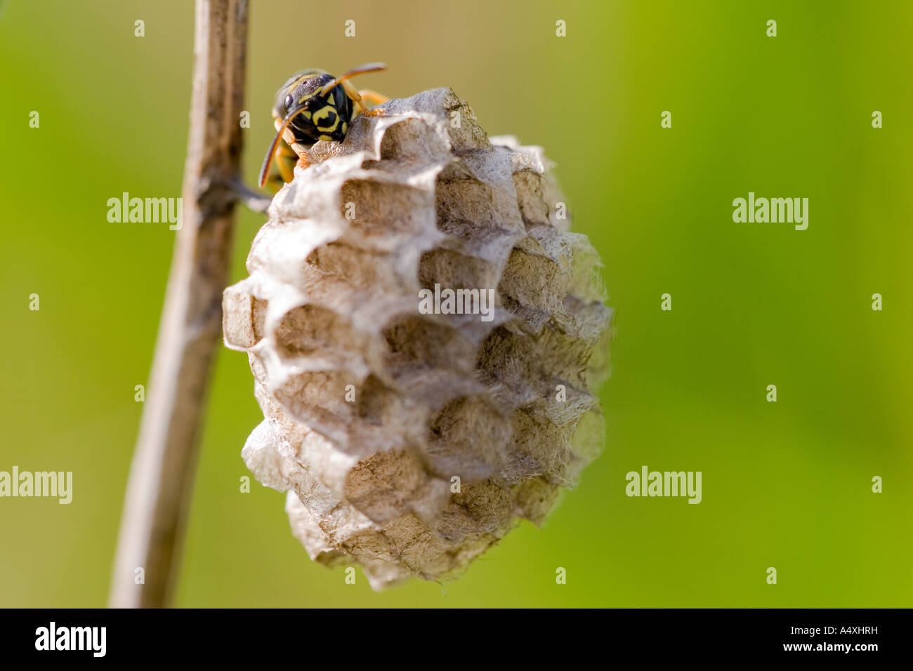 Guêpe commune (Vespula Vulgaris) Banque D'Images