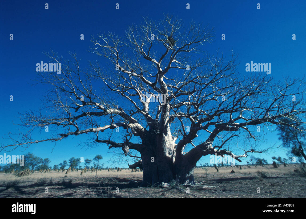 Arbre bouteille (Adansonia gregorii) Banque D'Images