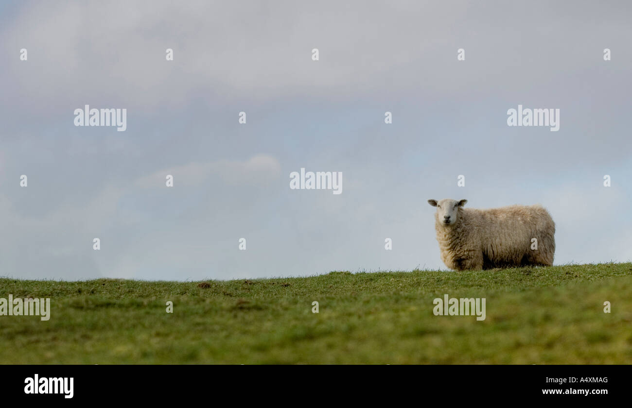 Moutons dans un champ ouvert contre le ciel bleu Banque D'Images