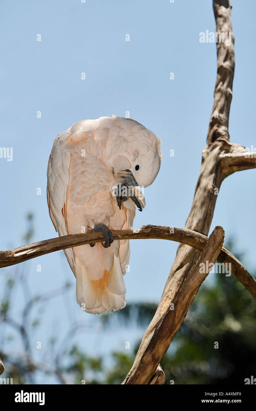 Cacatoès des Moluques (Cacatua moluccensis), zoo, Bali, Indonésie Banque D'Images