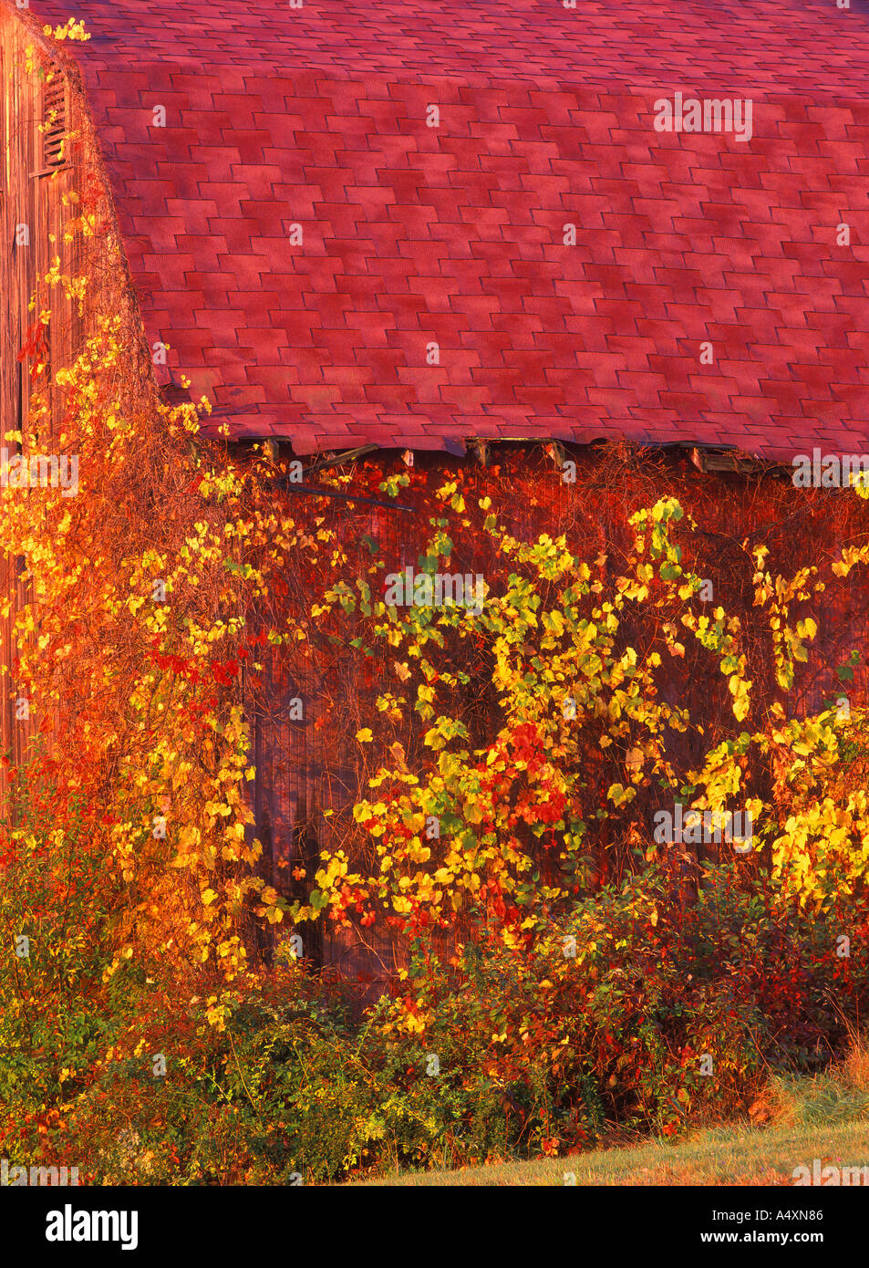 Vieille Grange rouge couvert de feuillage automne coloré automne Ohio USA Banque D'Images
