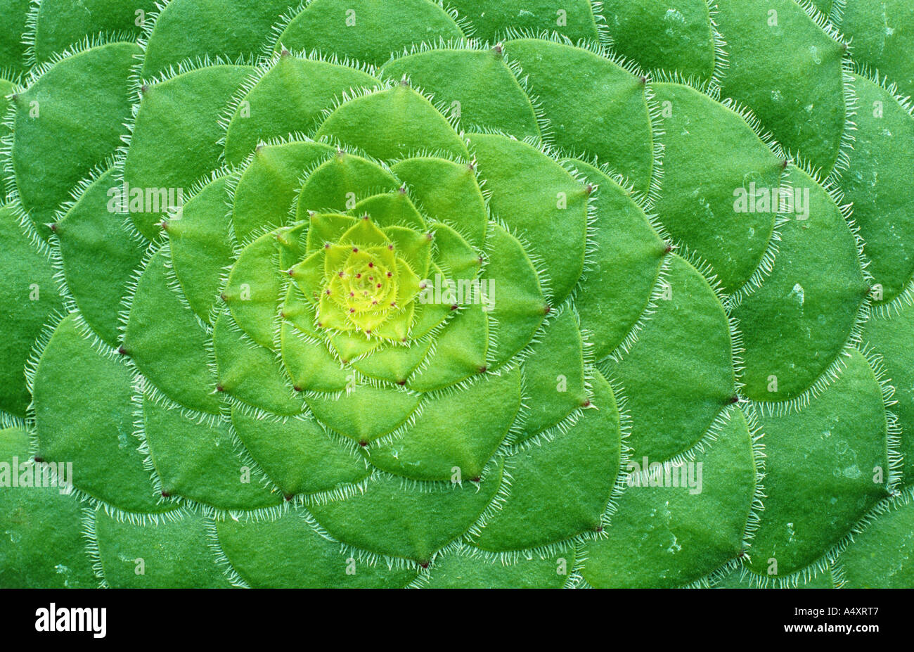 Aeonium Aeonium tabuliforme (rosette de feuilles), Banque D'Images