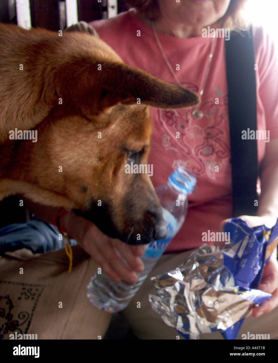 Temple d'un chien est un verre d'un touriste sur Wat Phu Tok s'affleurement de grès au nord-est de la Thaïlande Banque D'Images