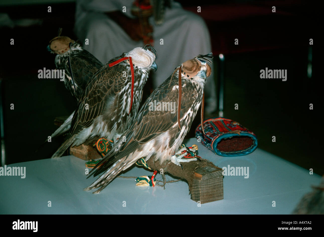 L'aéroport de Bahreïn falcons à capuchon Moyen-orient Banque D'Images