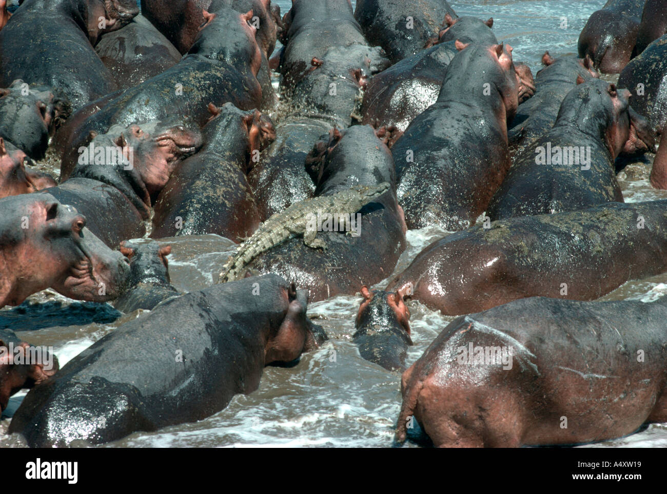 Entassés dans l'Hippopotame Hippopotamus amphibius piscine avec crocodile piégés dans centre South Luangwa National Park en Zambie Banque D'Images