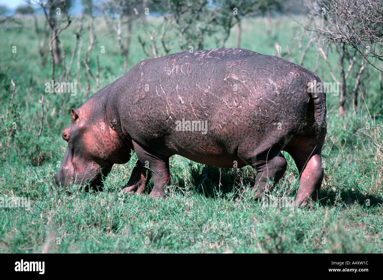 Le pâturage Hippopotamus Hippopotamus amphibius Parc National de Serengeti en Tanzanie Banque D'Images
