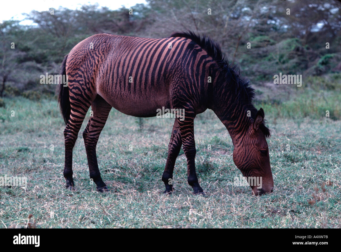 Zebra Zebra hybride cheval étalon mare intérieure Kenya Naivasha Banque D'Images