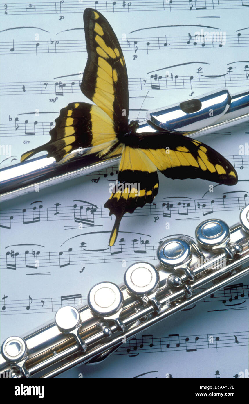 Papillon jaune à la flûte Banque D'Images