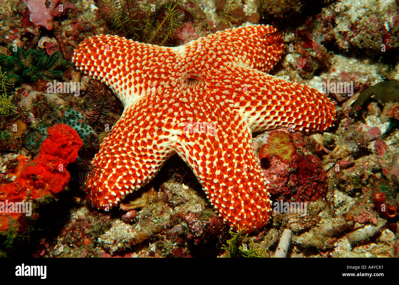 Starfish Asteroidea Indonesien Indonésie Banque D'Images