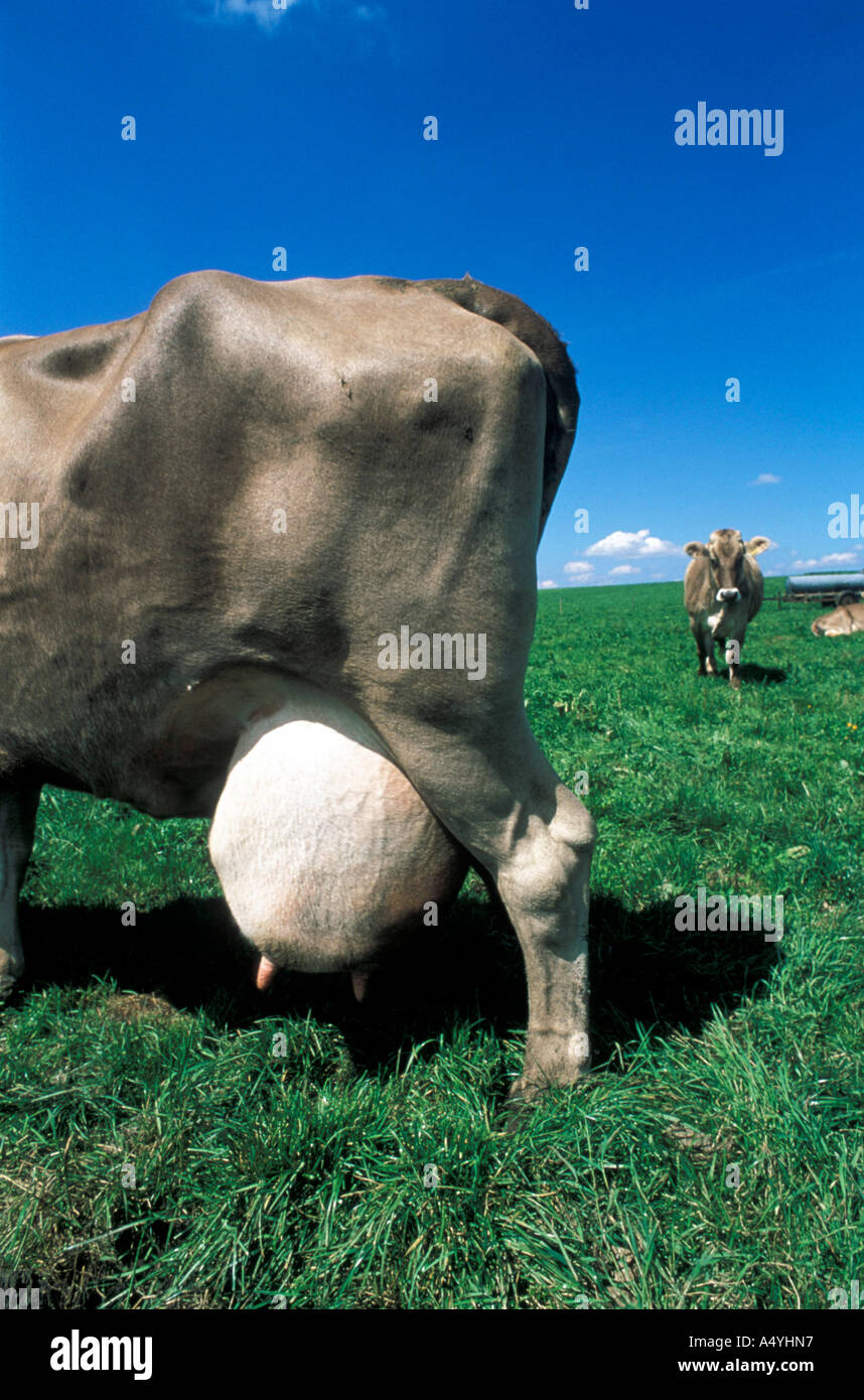 Le lait de vache avec grande pis Banque D'Images