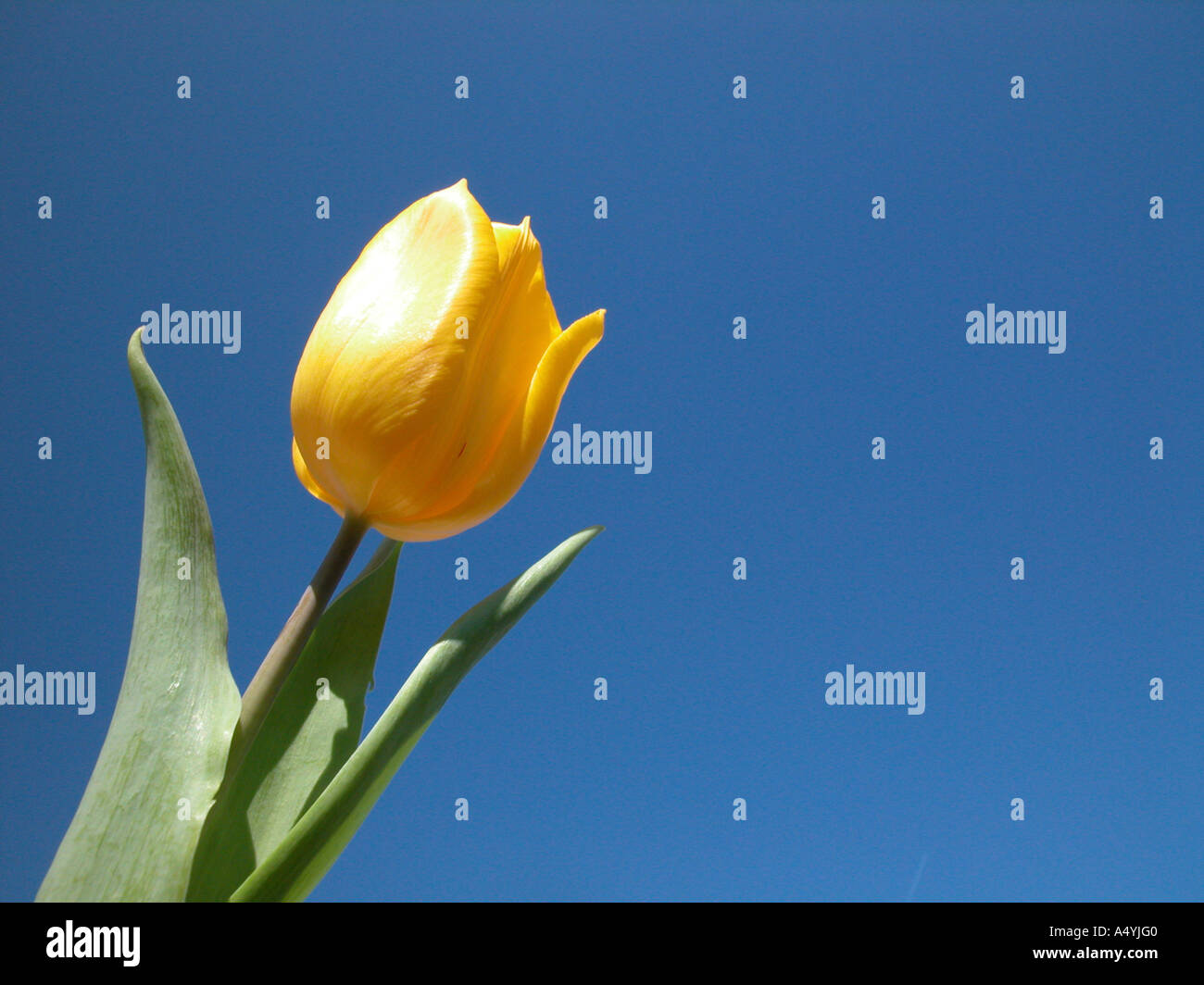 Tulipe jaune en face de ciel bleu Banque D'Images