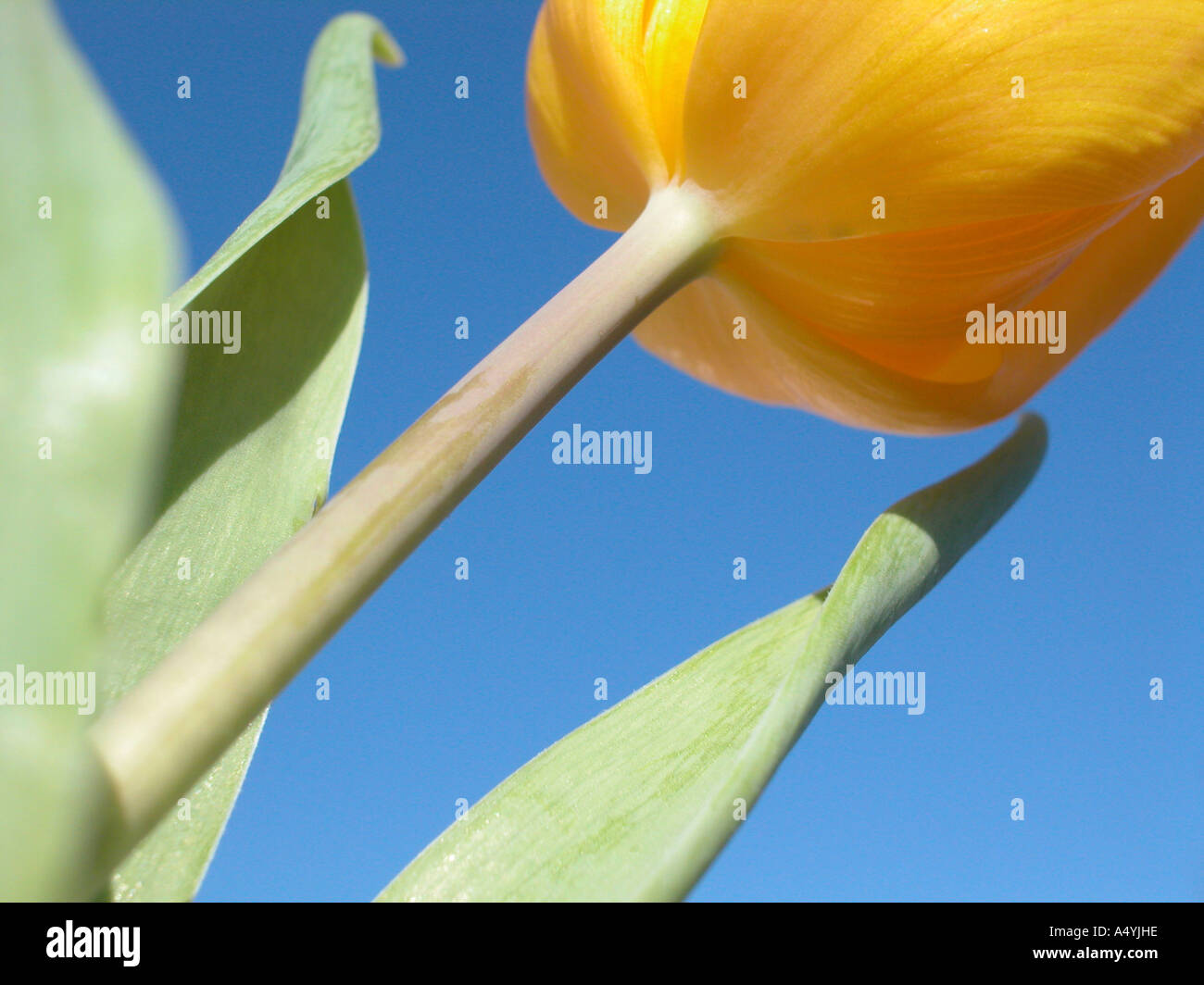 Tulipe jaune en face de ciel bleu Banque D'Images