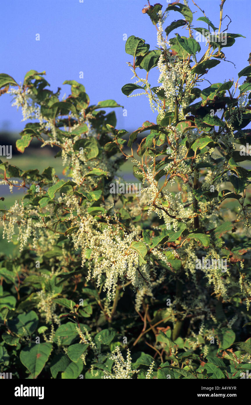 La renouée du Japon Fallopia japonica de mauvaises herbes envahissantes ...