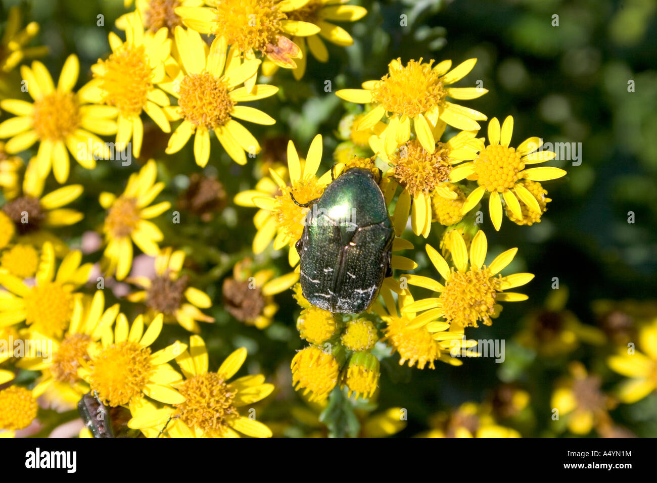 Plantlife et gros Bugs sur Lundy Island Banque D'Images
