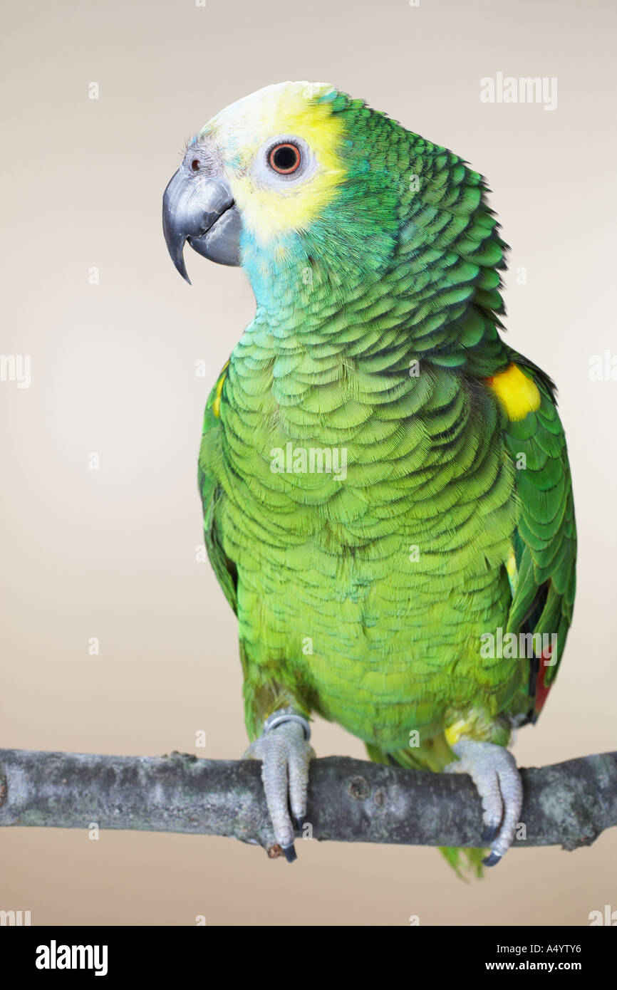 Green Parrot perching on branch Banque D'Images