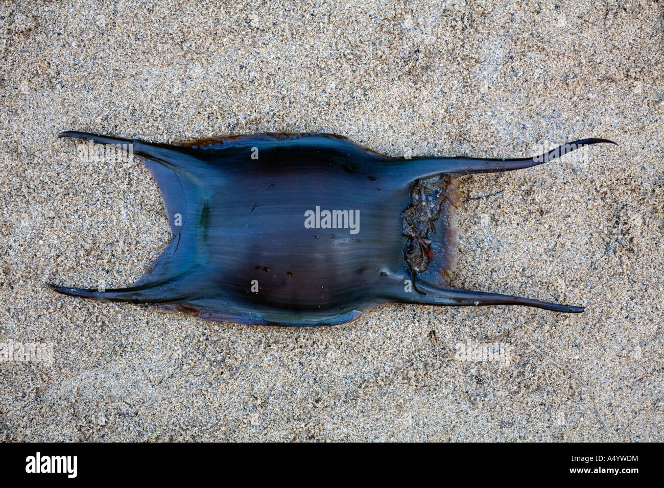 Skate egg case Banque de photographies et d'images à haute résolution -  Alamy