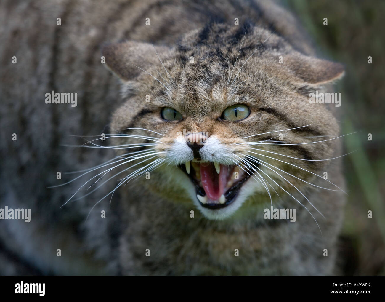 Wild cat Felix sylvestris en captivité Banque D'Images