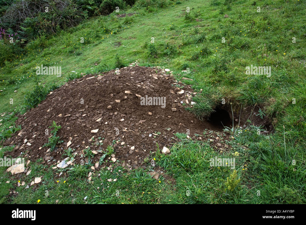 Trou de Blaireau Meles meles Cornwall Photo Stock - Alamy