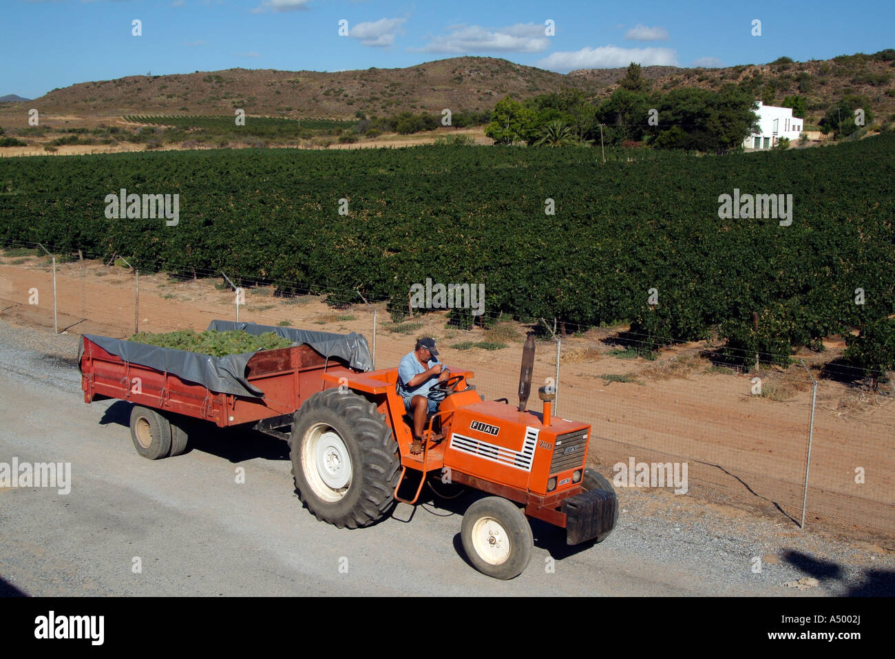 Les raisins arrivent à winery. Tracteur et remorque.RSA Afrique du Sud Banque D'Images