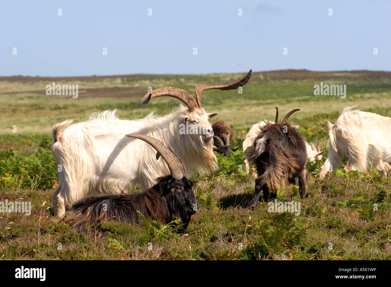 Vue depuis l'île de Lundy avec les chèvres sauvages Banque D'Images