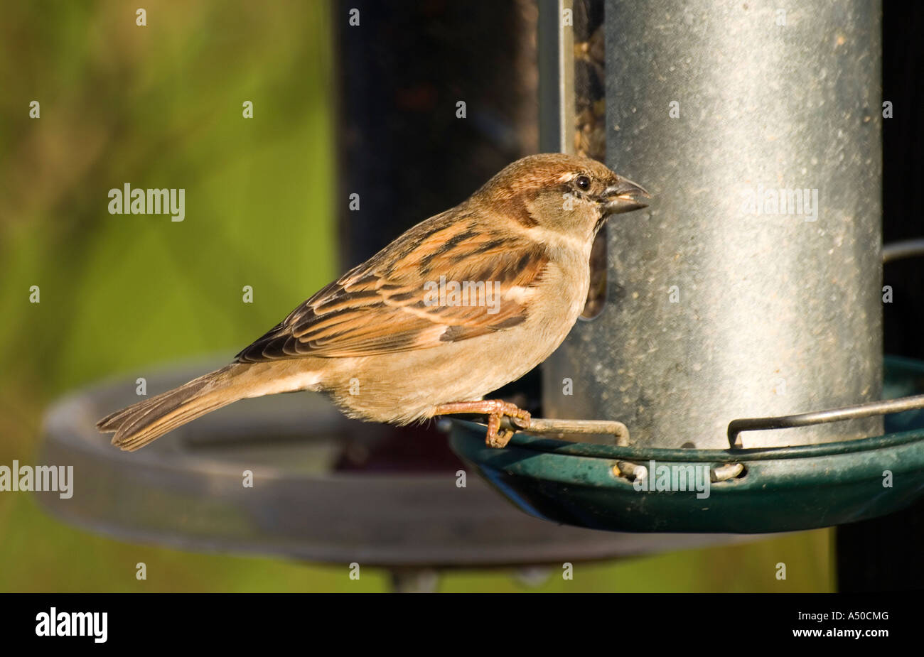 Moineau domestique - Passer domesticus Banque D'Images