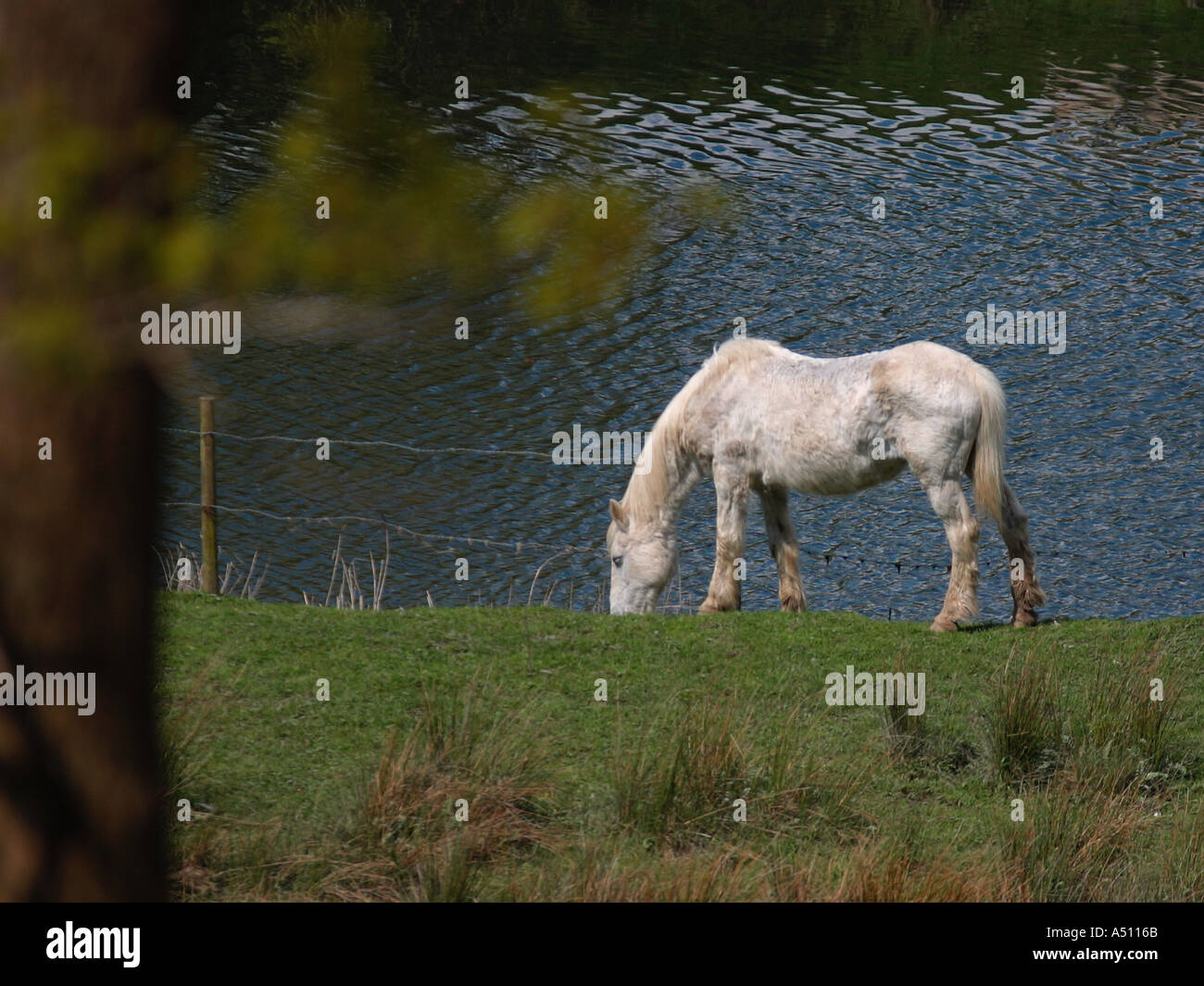 White Horse grazing par river Banque D'Images