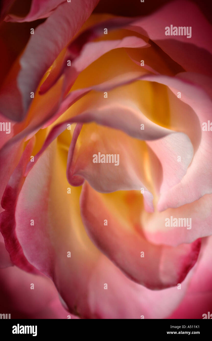 Beau modèle de pétales de rose et jaune Banque D'Images
