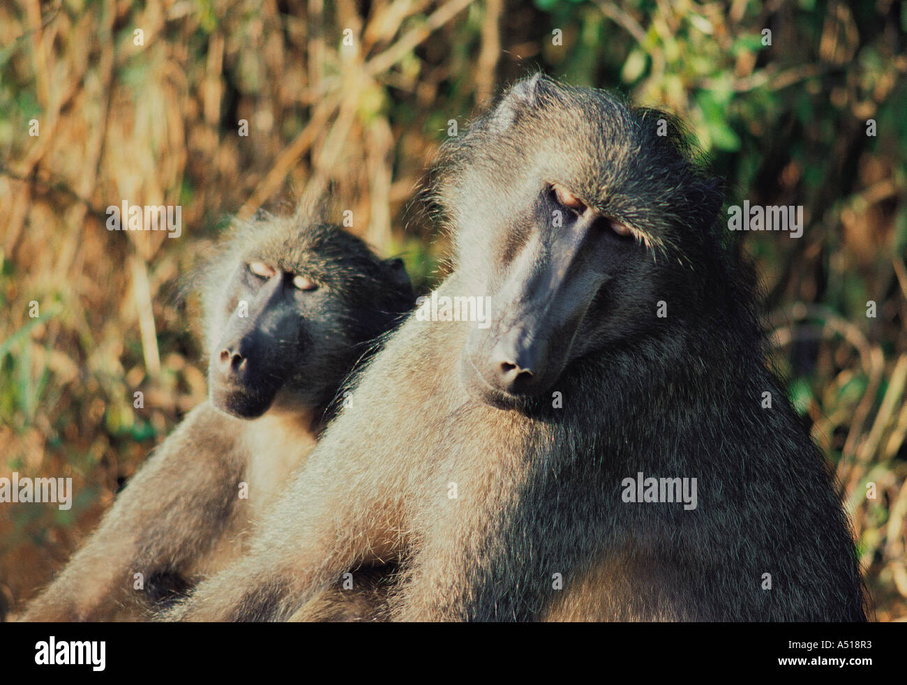 Les jeunes et adultes des babouins Chacma soleil au bord tôt le matin le Parc National de Hluhluwe Afrique du Sud Banque D'Images