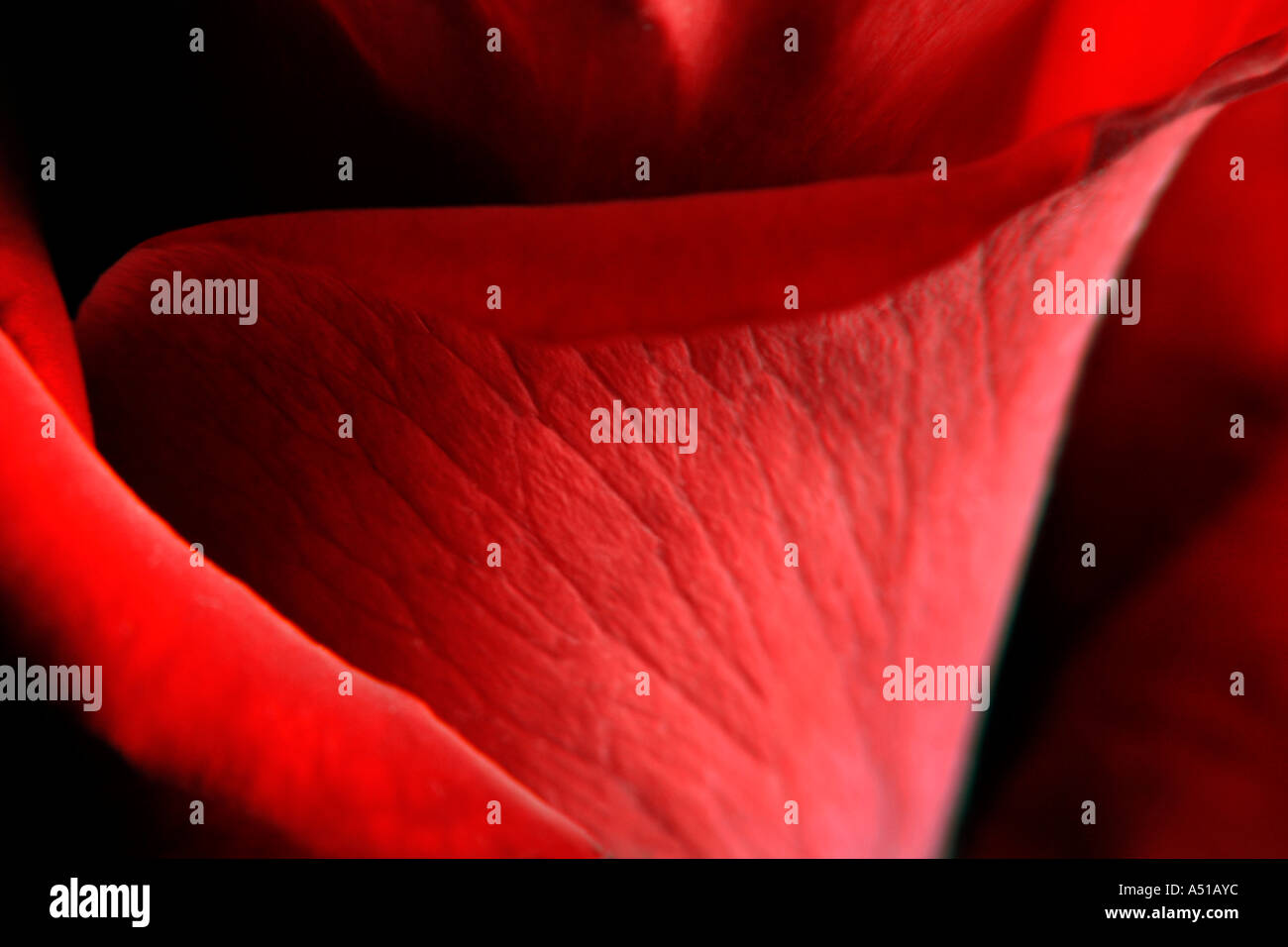 Libre d'un pétale de rose Banque D'Images