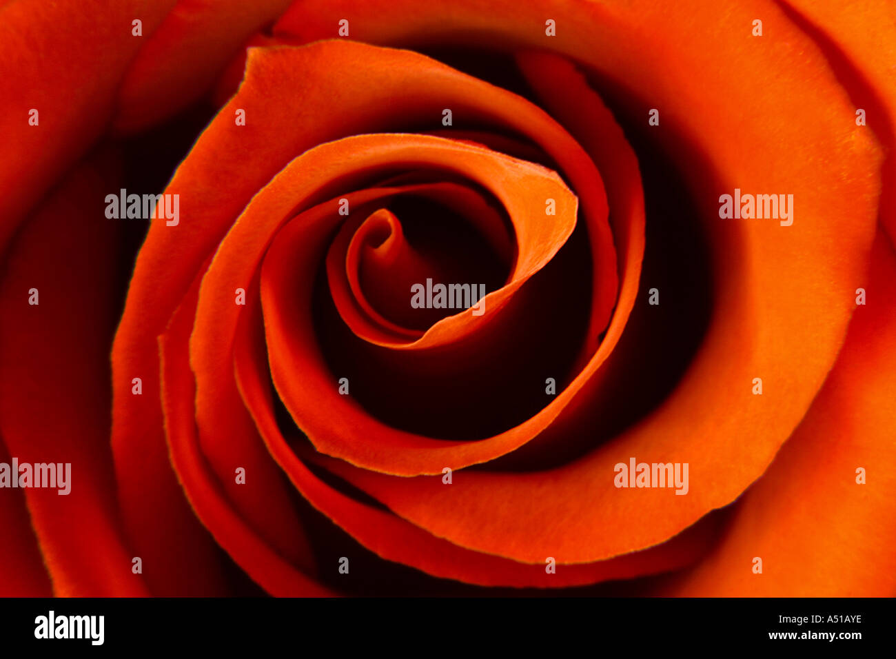 Libre d'une rose Banque D'Images