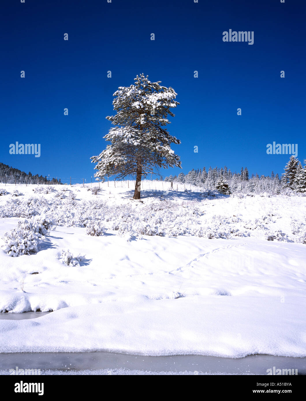 Pine Tree en hiver entouré par les traces des coyotes Banque D'Images