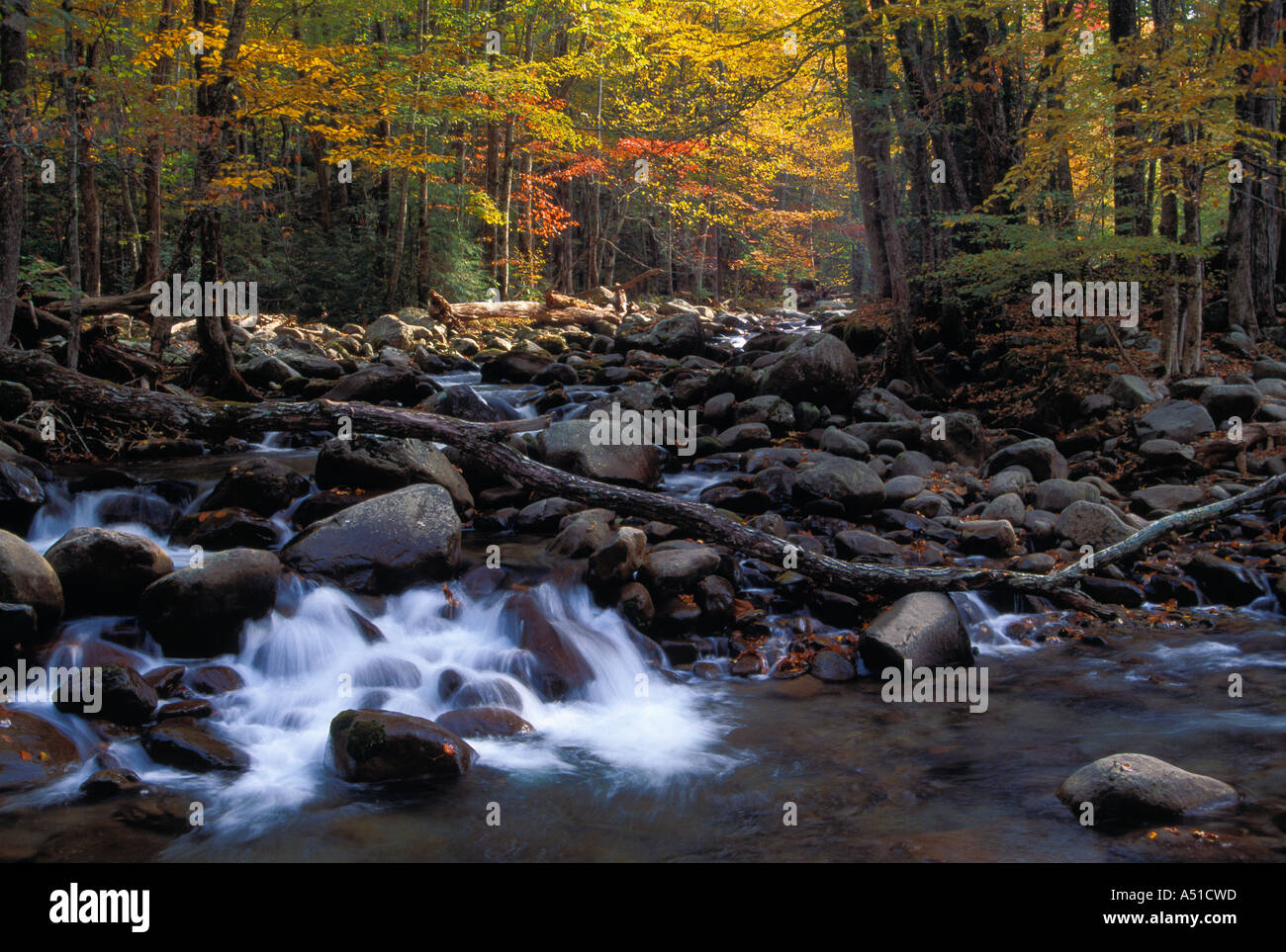 Rivière qui coule sur les rochers en forêt Banque D'Images