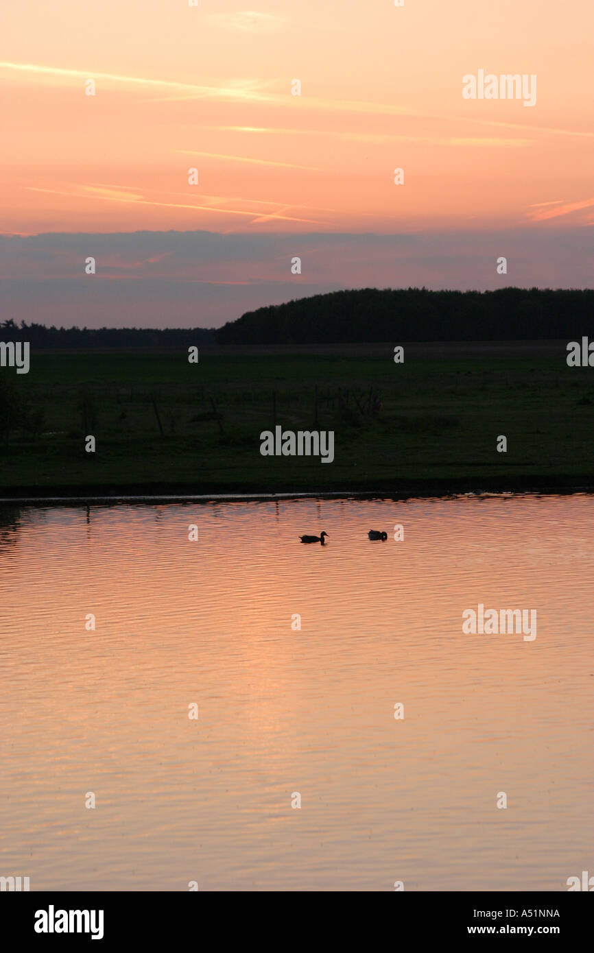 Canards sur un lac à grande Livermere, Suffolk, UK Banque D'Images