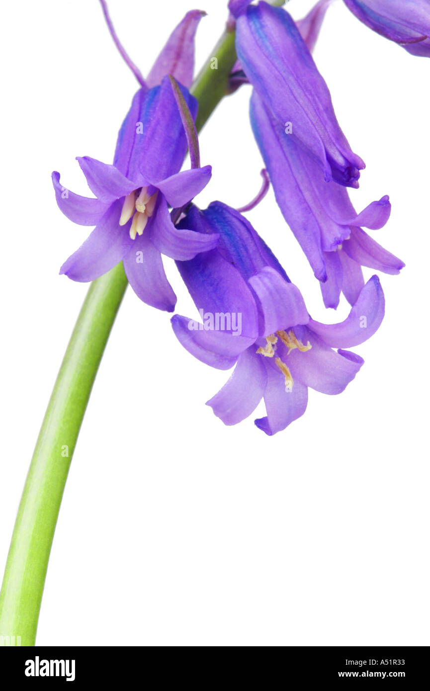 Bluebell Hyacinthoides non scripta Woodland Midlands Angleterre vivaces Banque D'Images